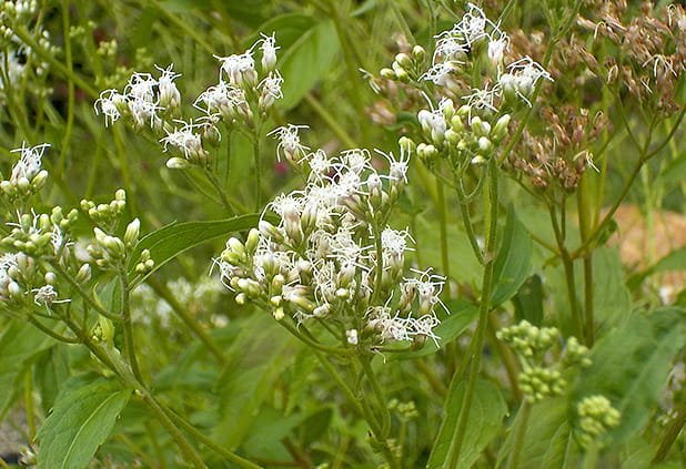 フジバカマ（8～10月）