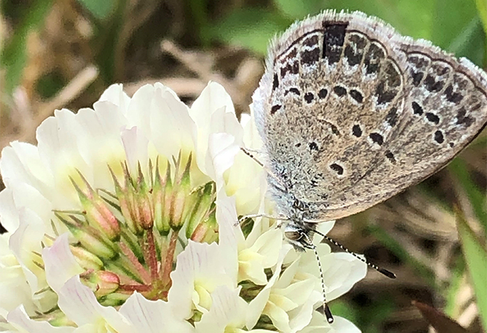 シルビアシジミ