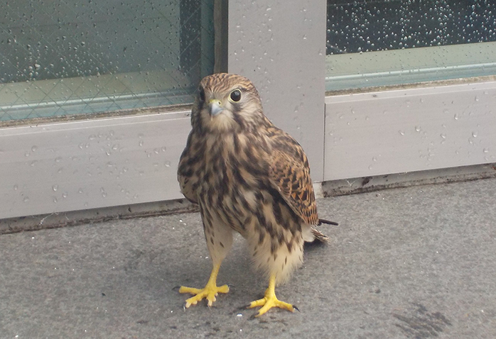 チョウゲンボウ