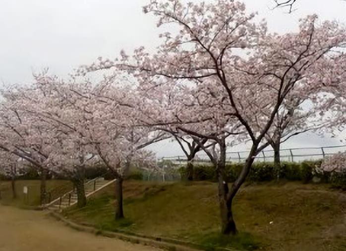 瑞ケ池公園の桜を育てる会