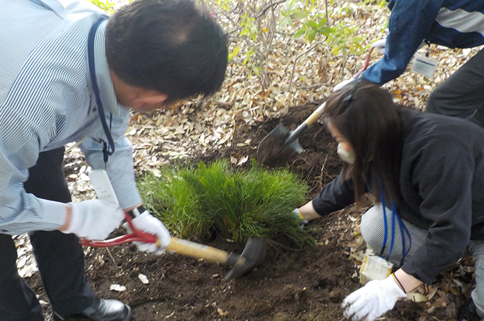 植木鉢へ移植していたマツバランを元の場所へ