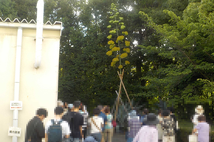 アオノリュウゼツランの開花鑑賞会