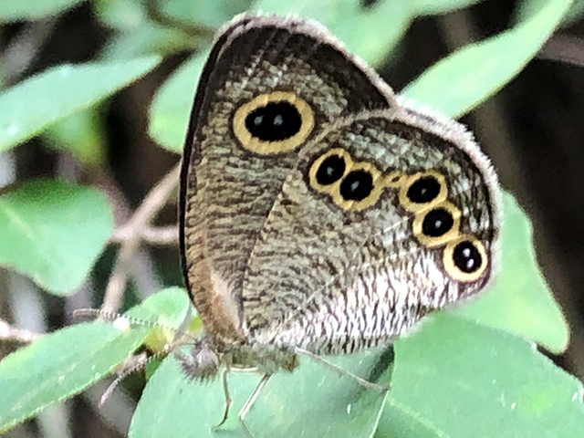 ヒメウラナミジャノメ