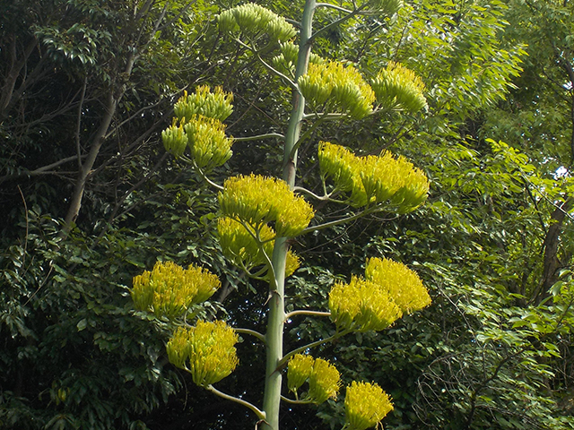 アオノリュウゼツラン