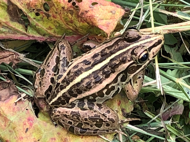 トノサマガエル