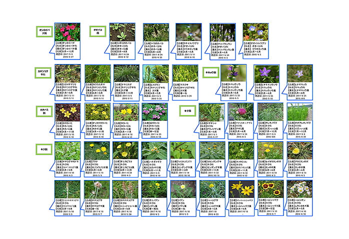 第3回調査後に作成した「構内野草自生マップ」。月ごとにどんな花が咲くかを分かりやすく編集して掲載