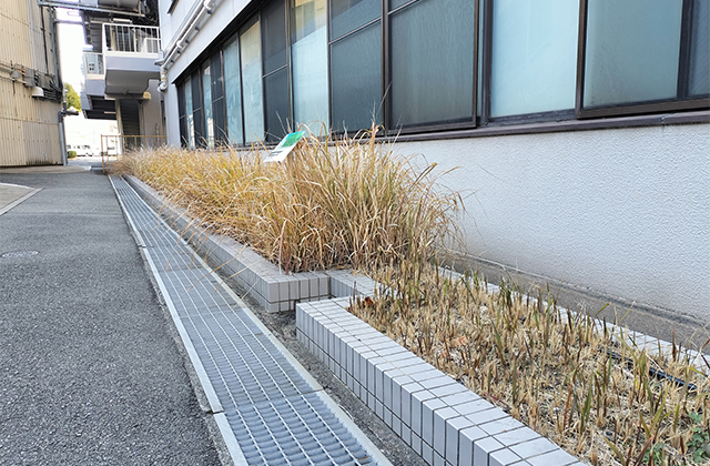 冬季にもチガヤの刈込みを実施。まずは刈り込まないエリアも設定し、経過を観察している