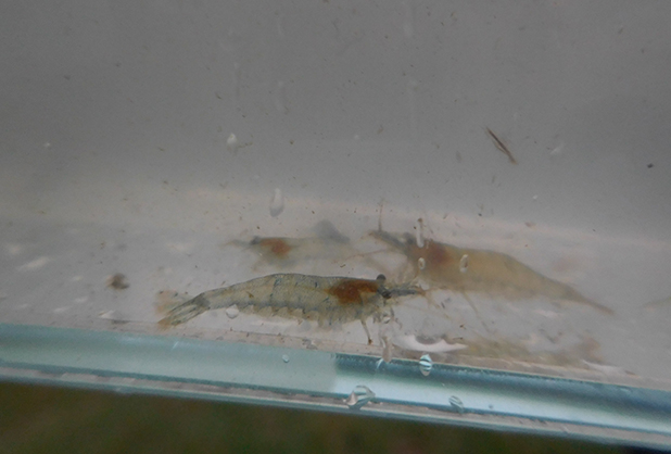 新たに導入したヌマエビ。草食性のため魚類と共存しやすい