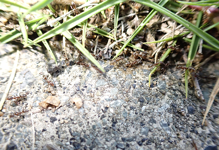 高い繁殖力を有し、在来種のシェアを脅かすことから特定外来種に指定されているアルゼンチンアリ