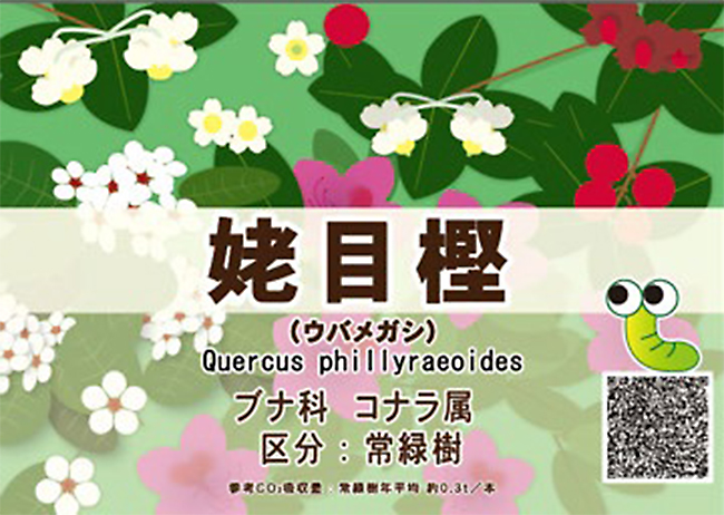 2023年度の最新デザインでは、落葉樹、常緑樹（花）、常緑樹（小花）の3区分で色分けし、樹種をイメージしやすくした