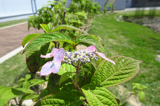 多様な生物を呼び込むため、ビオトープ周辺にイロハモミジやヤマアジサイなどを植栽