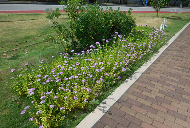 開花したハマナデシコ