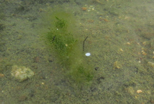 確認されたシャジクモ（兵庫県版レッドデータブックCランク：絶滅危惧II類または準絶滅危惧相当）