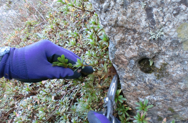 採取風景。川沿いの急斜面を慎重に移動しながらの作業となった