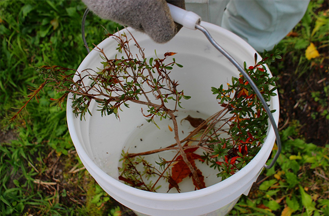 採取風景。川沿いの急斜面を慎重に移動しながらの作業となった