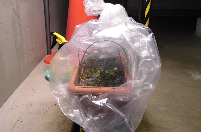 プランターに針金とビニールで覆いをつくり、冬は建物内で育成