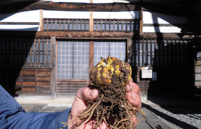 譲り受けた球根（開善寺にて採取）