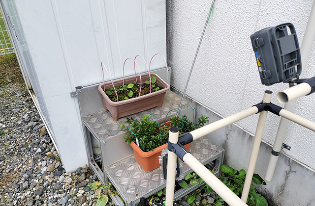 定点カメラで1日置きに様子を撮影