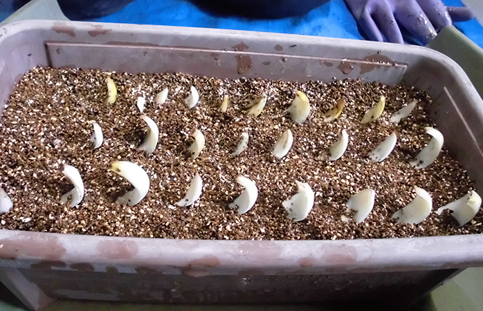 プランターに植えた球根（鱗片ざし）