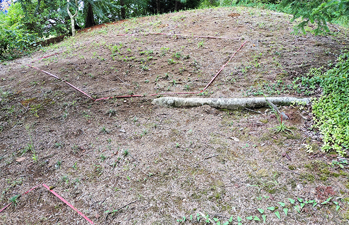 敷地内のヤマユリ圃場