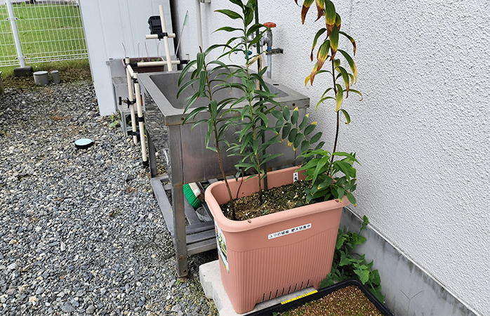 複数のプランターを異なる環境に置くなど、最適な手法を模索