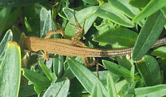 緑地のすみでかくれんぼ