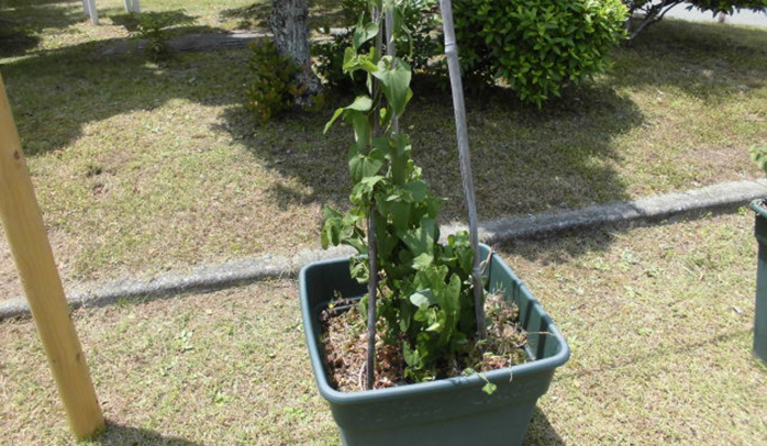 初夏到来、受け入れ準備完了！！