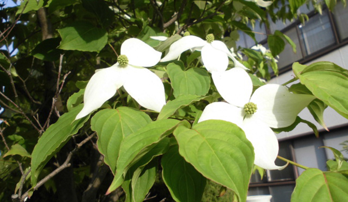 ヤマボウシが花をつけました