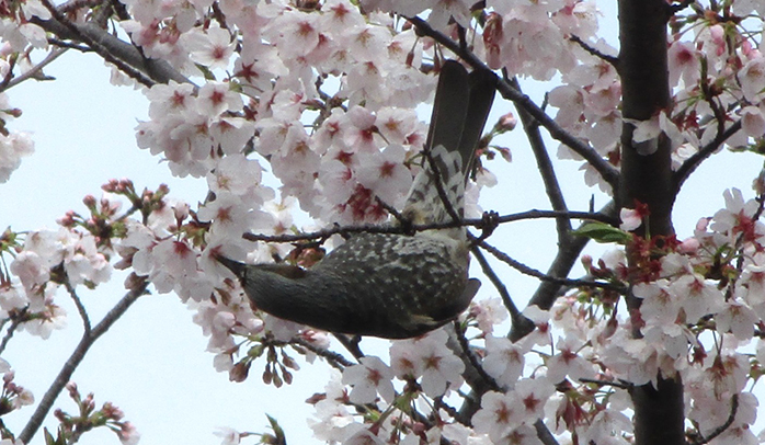桜満開
