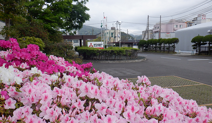 キレイなツツジが満開！