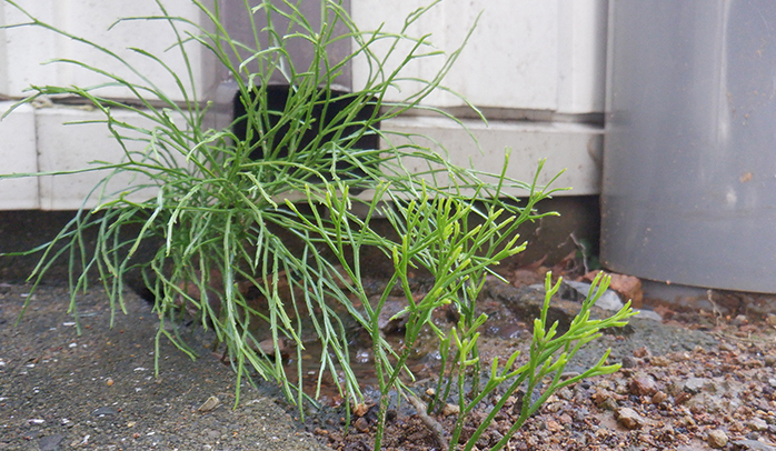 新たに植えたハナカツミが開花しました！