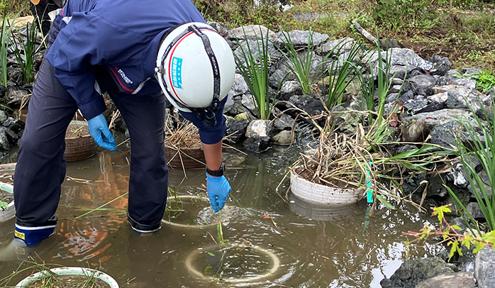 春を迎え、元気に育つ水草たち
