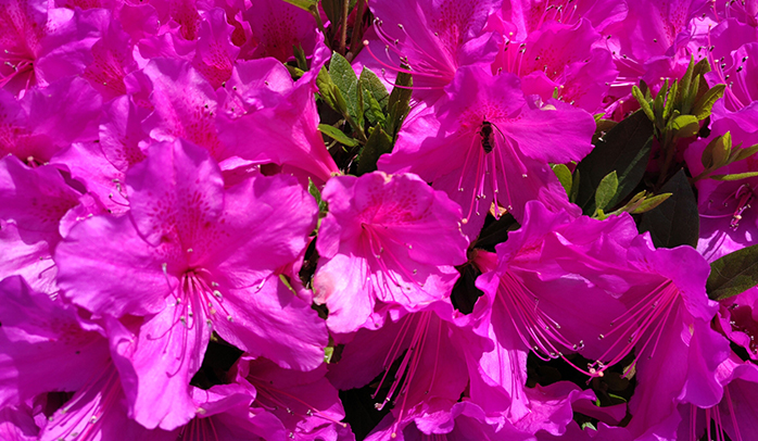 四季折々の花