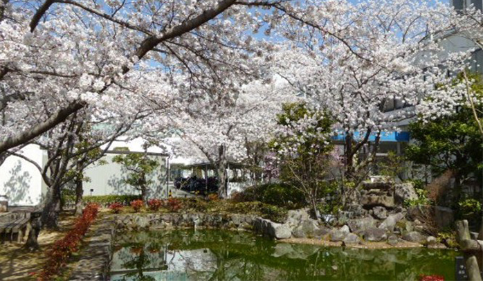 桜とチョウの季節