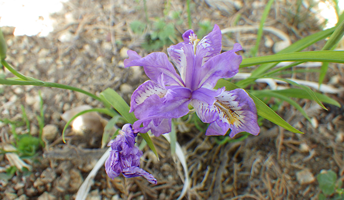 屋外へ引っ越し後の初開花（ハナカツミ