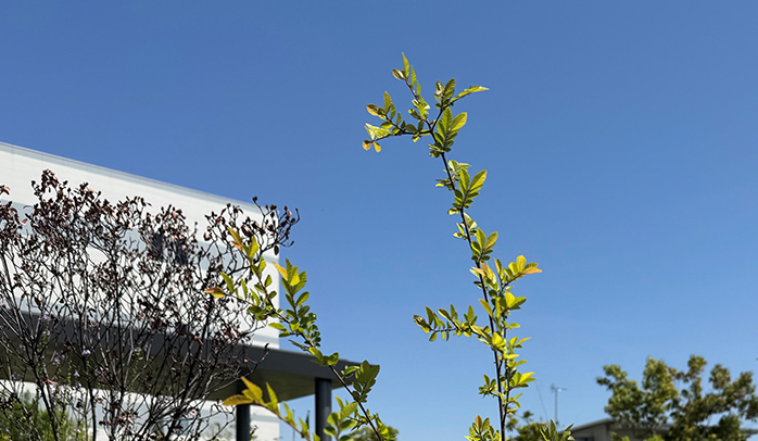 アキニレ育生中