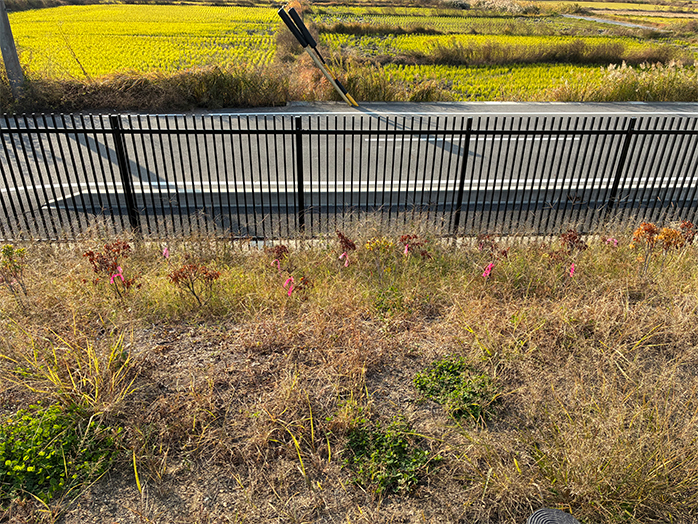 ビオトープの周囲には法面を設け、格子状の柵で囲んでいる