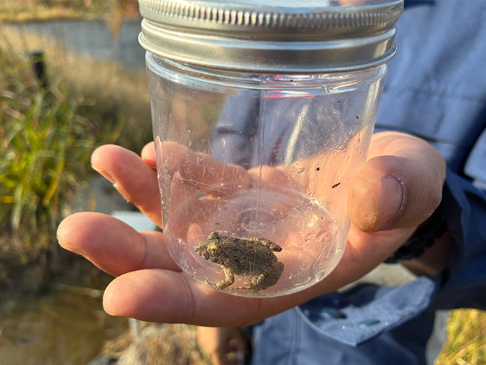 ビオトープ内で確認されたカエル