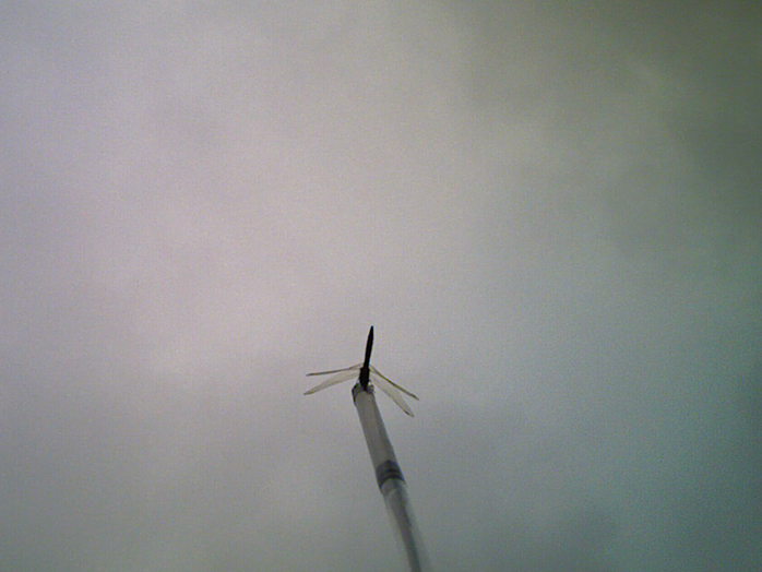 カメラで観測されたトンボ