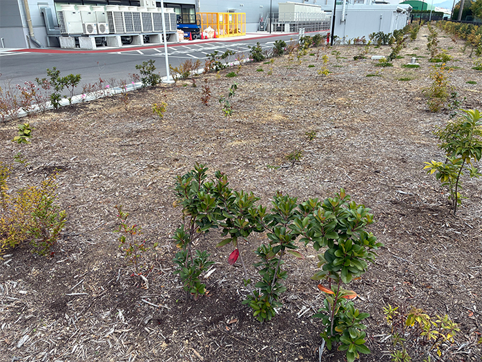 構内には緑地帯を設け、在来種を中心に植物を育成