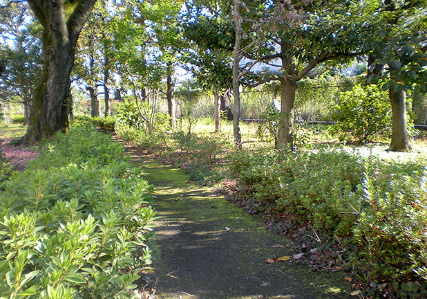 ビオトープまでの散策路を整備