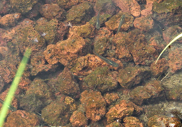 繁殖したメダカ