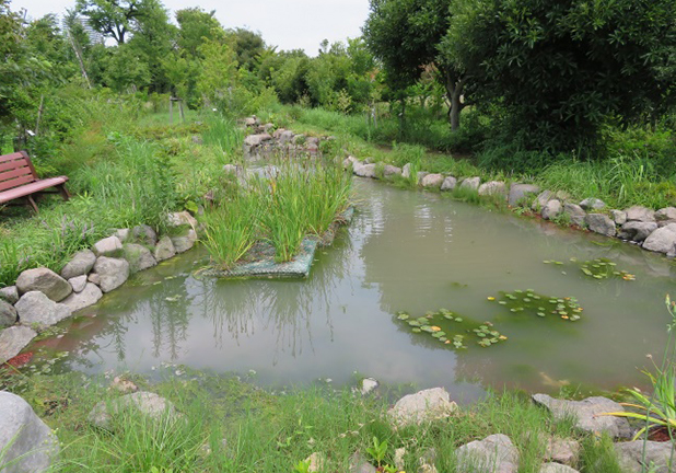 濁りが発生したビオトープ
