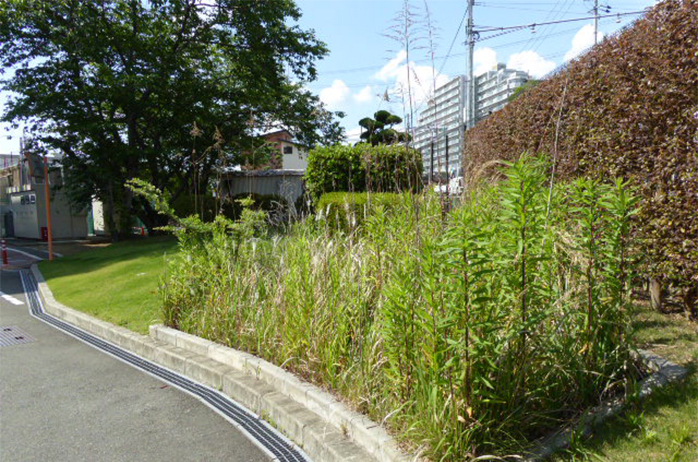 自然観察エリア（整地前）