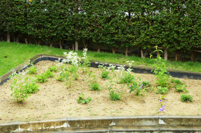 移植から3か月後の様子