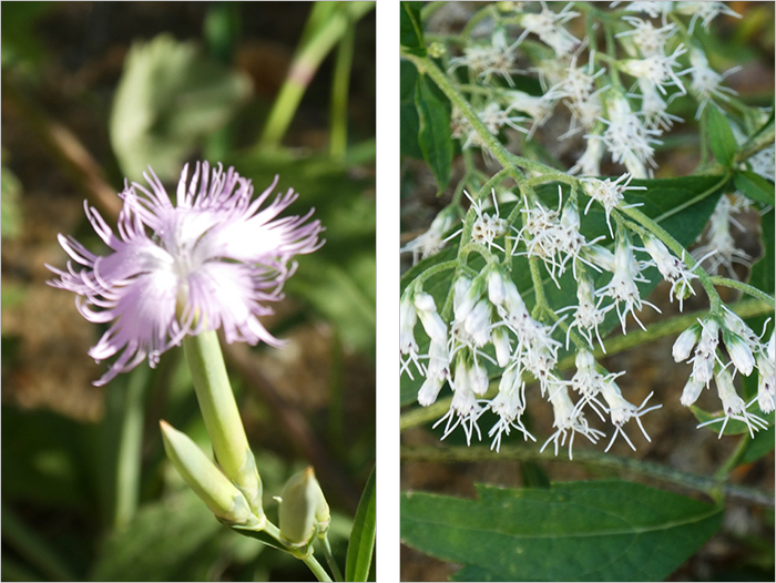カワラナデシコ（左）とヒヨドリバナ（右）、リンドウは初年度から花をつけた