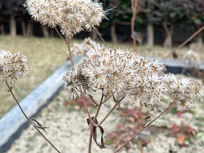 種を付けたヒヨドリバナ。植えた草花が冬を越し、きちんと春に芽吹くかが最初の関門