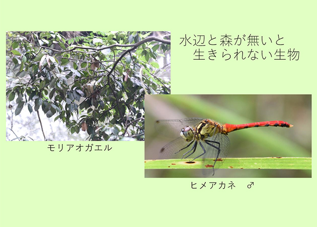 三田周辺の自然について講話