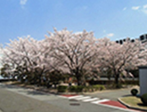 春 桜