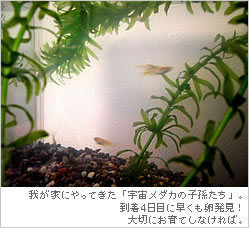 我が家にやってきた到着4日目に早くも卵発見！大切にお育てしなければ。